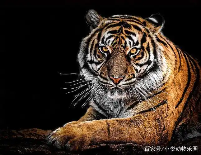 "兽中之王"不仅有凶猛凶恶之一面,原来它还有另一面,你知道吗