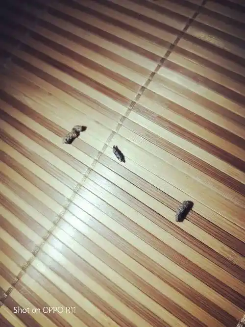 请问有谁知道这是老鼠屎还是蝙蝠屎?