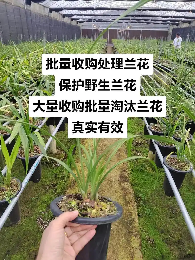 收购处理兰花,淘汰处理非病兰花,收不要的兰花#兰花种植基地 - 抖音