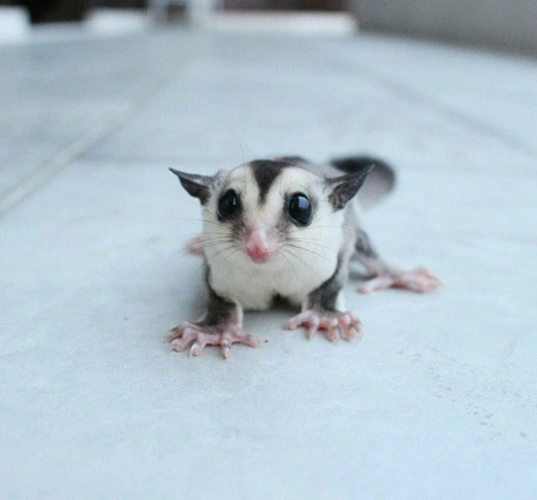 原来蜜袋鼯是一种可以随身携带,还超级粘人的宠物