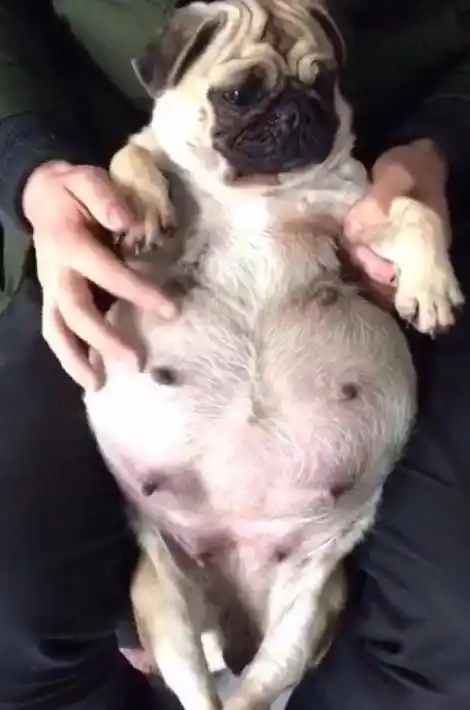 甚至在最后几天的时候,还可以摸到狗狗腹中的胎儿在微微地动