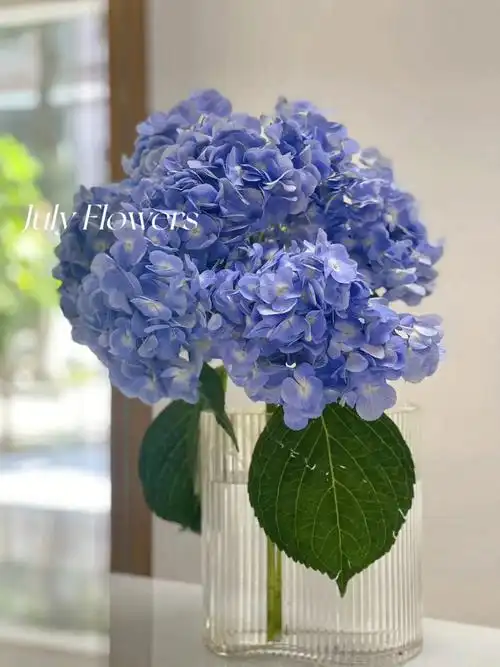 蓝色绣球瓶插花