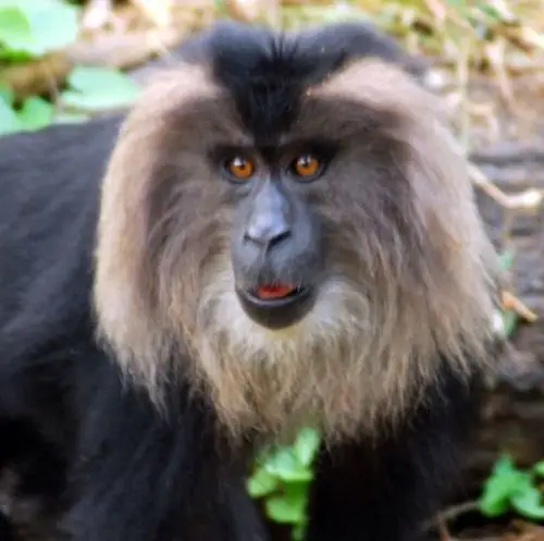 国外科学家网上争晒最帅的动物胡须