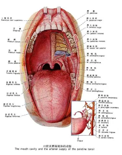 舌头上的红点部位是"菌状乳头",舌黏膜上的正常结构.