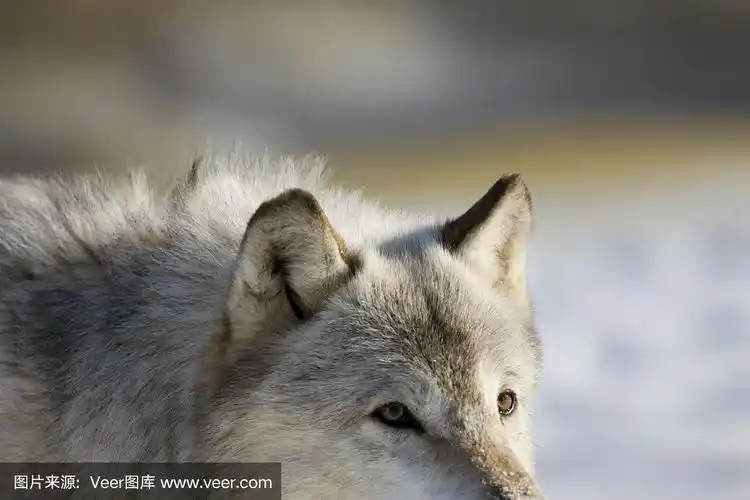灰狼眼睛和耳朵细节肖像.