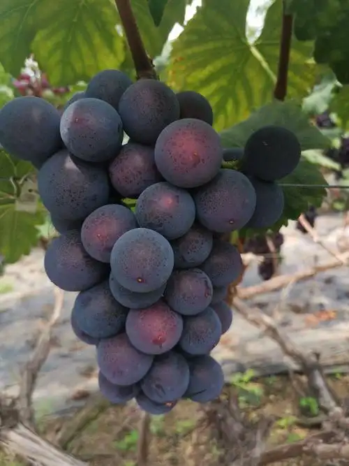 巨峰葡萄 0.8-1斤 5%以下 1次果