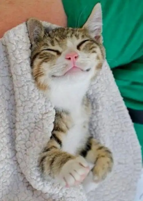 其中的猫,狗,鸟甚至蜥蜴都会咧嘴开心大笑