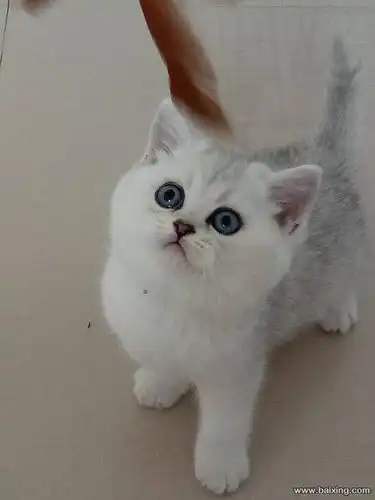 深圳纯种家养英短银渐层 正规猫舍 健康保障 公母都