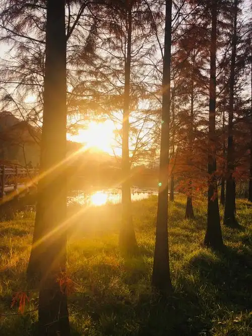 夕阳穿过杉树光芒四射,留下道道光影,也留给那些美好回忆.