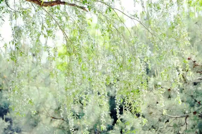 又到了柳絮纷飞的季节,请对自己的健康负责!
