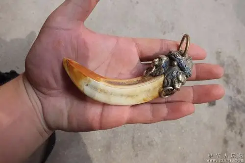 野猪牙 - 中华古玩网 - 古董收藏,古玩收藏,古玩鉴定,古玩专场,古玩