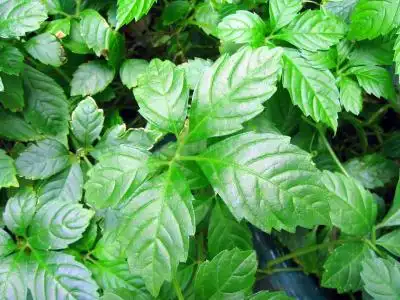 农村常见补肾壮阳的草药