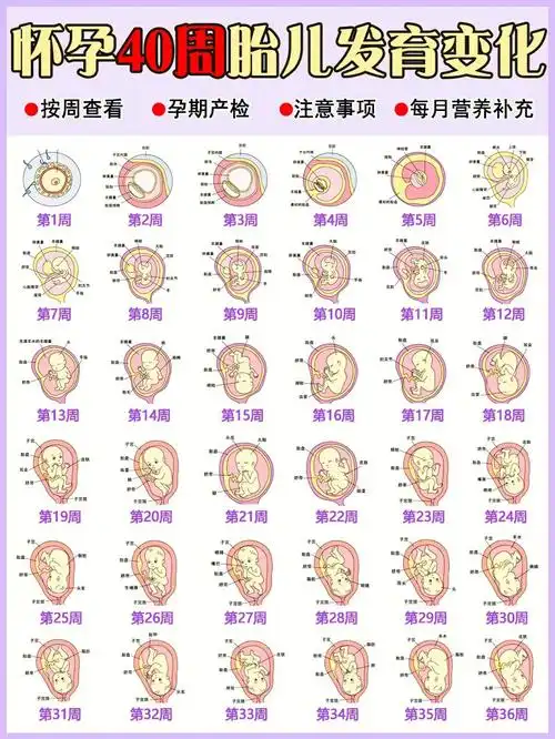 怀孕40周胎儿每周变化和孕妈注意事项