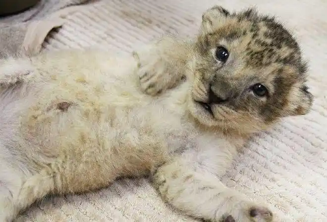 刚刚出生的小狮子还不知道自己到了哪里,正困惑地睁大眼睛,充满好奇地
