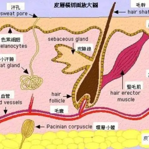 皮肤结构--毛孔 毛孔,顾名思义,就是毛上的毛孔.