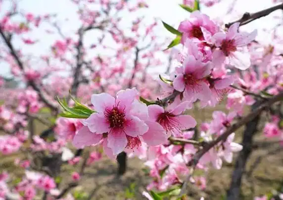 桃花是春天阳山的主角,粉红世界令人迷离沉醉