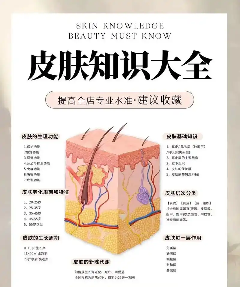 皮肤知识大全#皮肤干货分享#教你如何认识皮肤结构 #皮肤管理 - 抖音