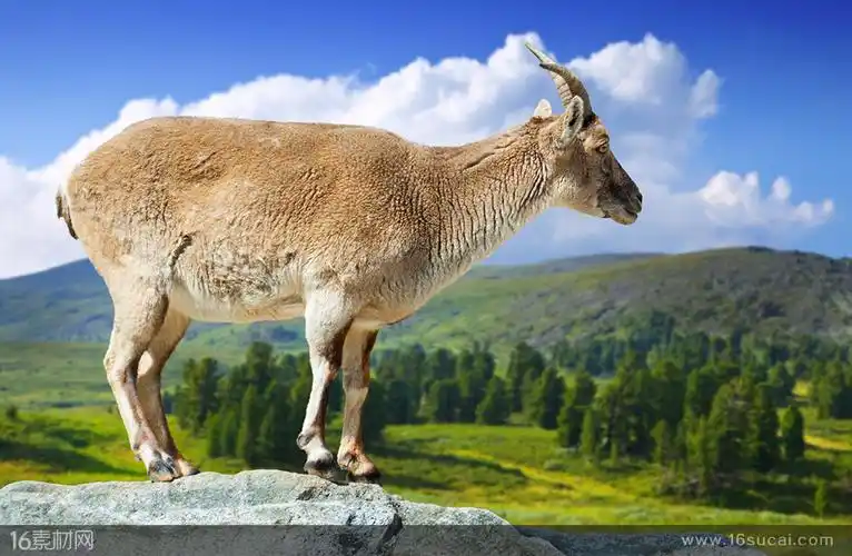 在山上往下看的羚羊高清摄影图片