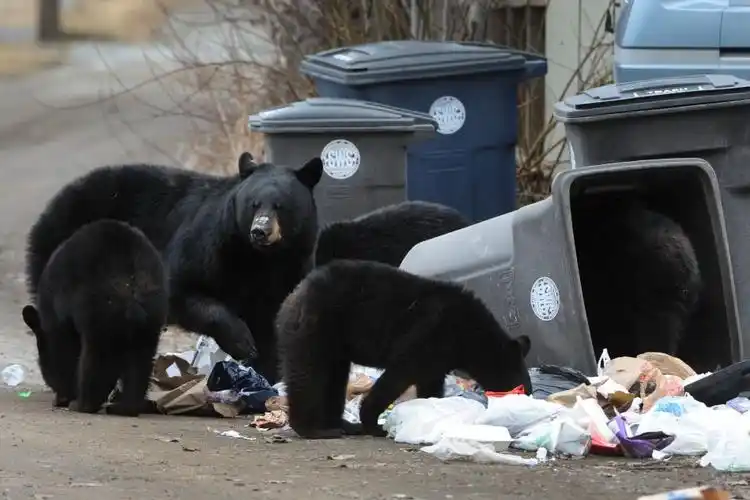 北温发现一只黑熊在垃圾堆里找吃的