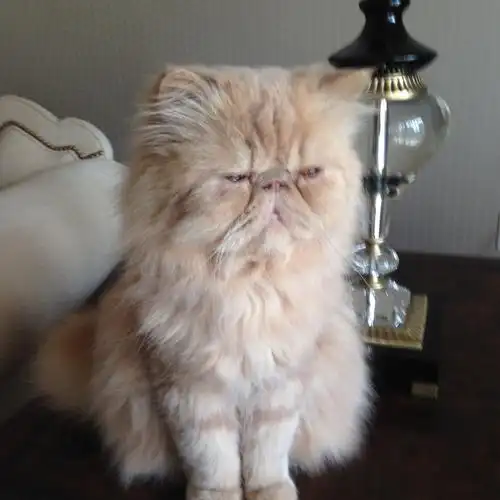 我家的宠物加菲猫