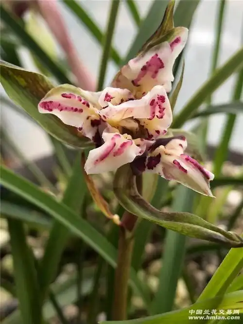 盛世牡丹-春兰篇-中国兰花交易网社区