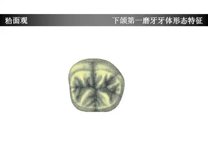 下颌第一磨牙牙体形态简述ppt