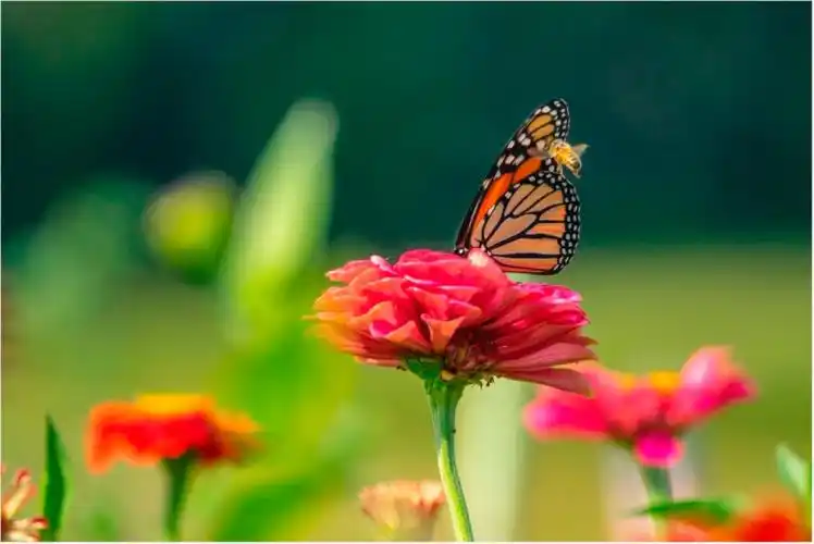 蝴蝶飞舞,花香醉人.