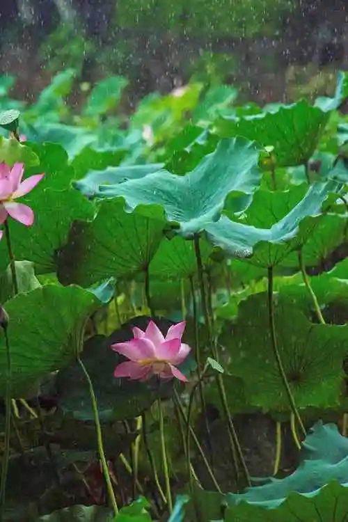 雨中荷花