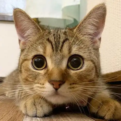 日本一小奶猫成精,因为呆萌得像人一样的睡姿走红网络