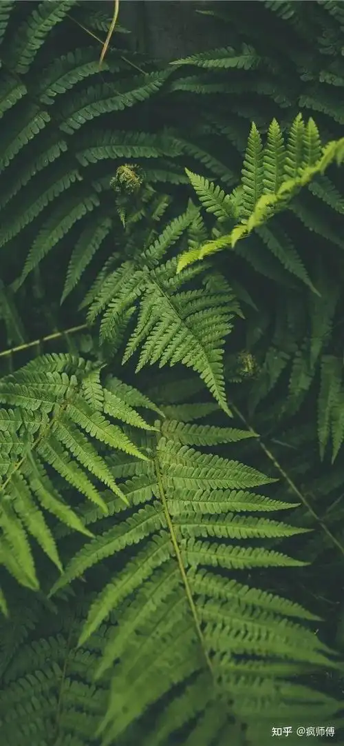 壁纸分享丨绿色系丨森林丨树木丨叶子丨丛林丨大自然 - 知乎