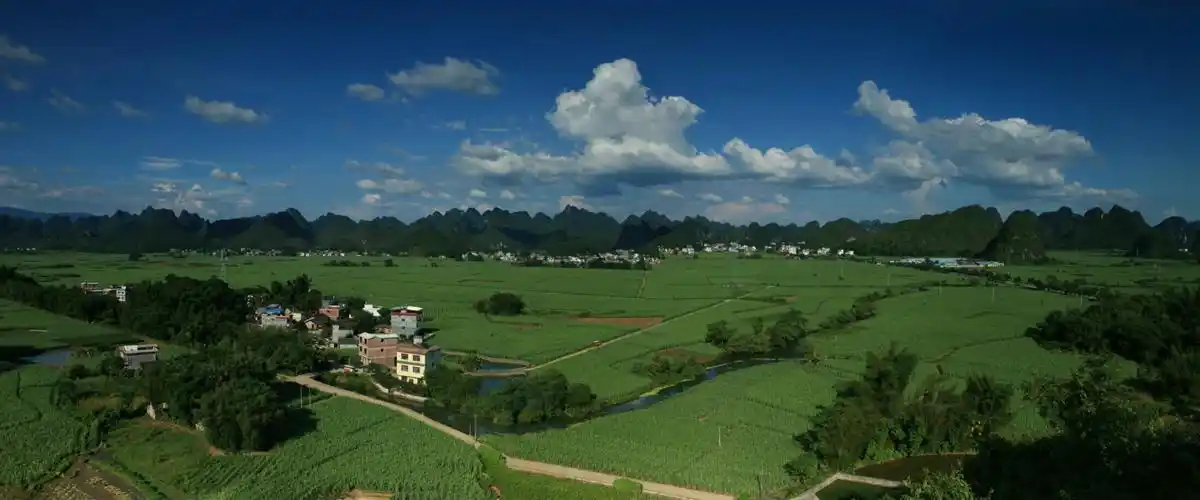 走进福利甘蔗林