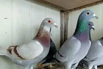 鸽子_眼睛_好坏