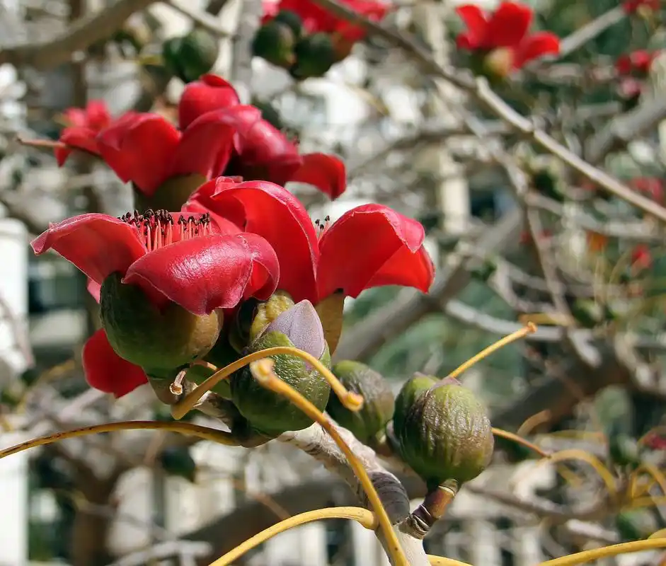 木棉花,一种壮丽而深情的花卉,它的花语是"英雄气概,勇敢".