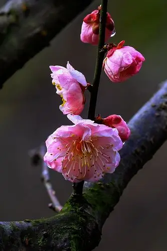 【春天的旋律】--一组光影梅花!