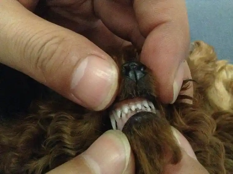 4个多月泰迪牙齿图对吗?