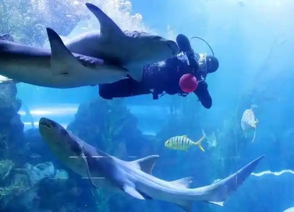 青岛鱼翔龙舞海底世界看精彩