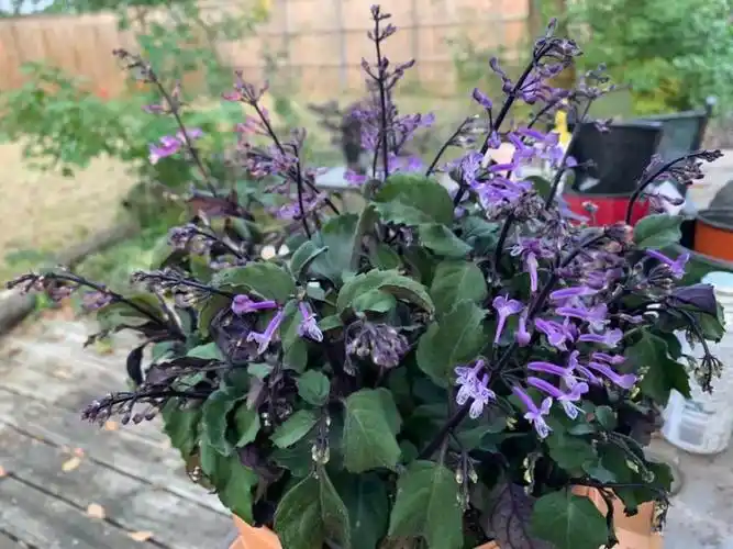 特丽莎香茶菜在窗台也能开花灿烂对光照需求不多花量感人