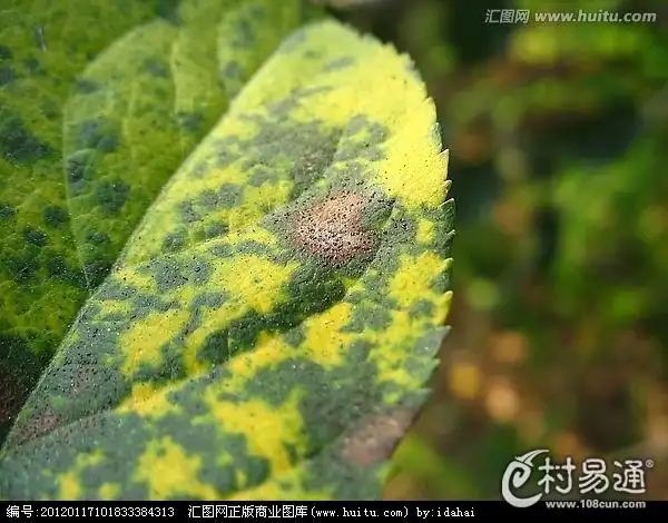 褐斑病发生严重时常常会导致植物叶片大量枯黄,脱落,影响观赏和开花.