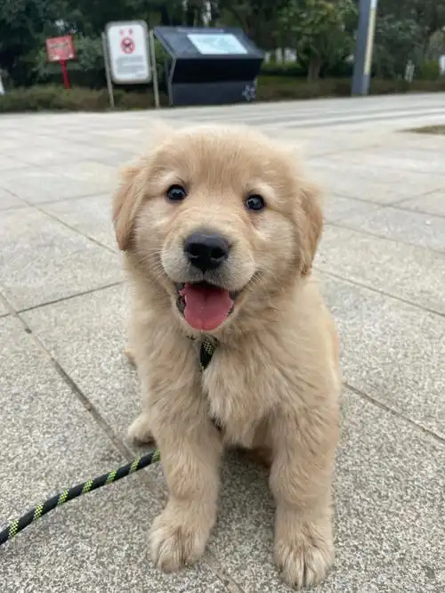 各位狗友这是正常的吗 #狗狗日常  #金毛幼犬  #我的萌宠