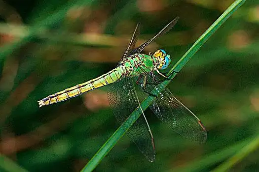 绿蜻蜓图片