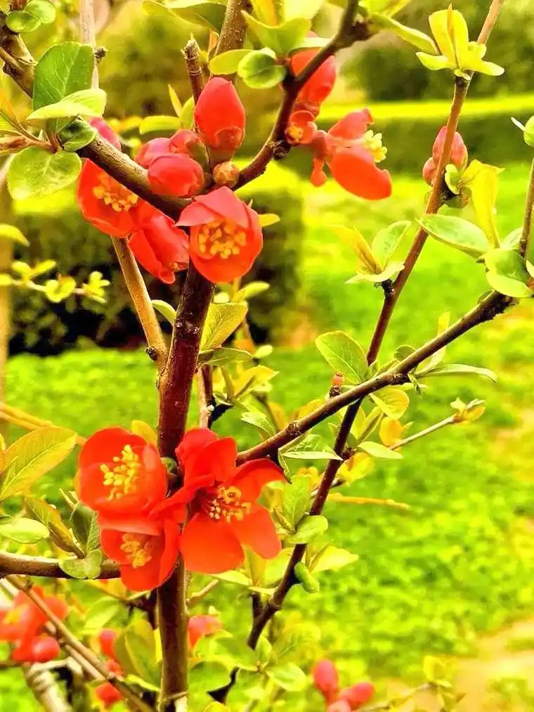 贴梗海棠#摄于石家庄鹿泉海山公园#先开花后长叶的树 #红肥绿 - 抖音