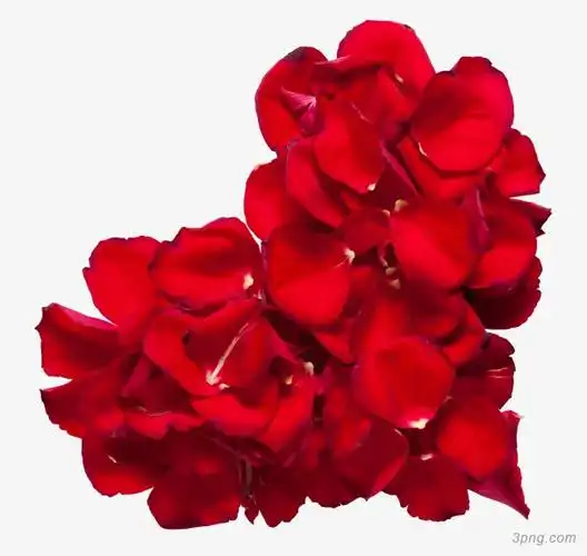 七夕玫瑰png素材透明免抠图片-节日元素