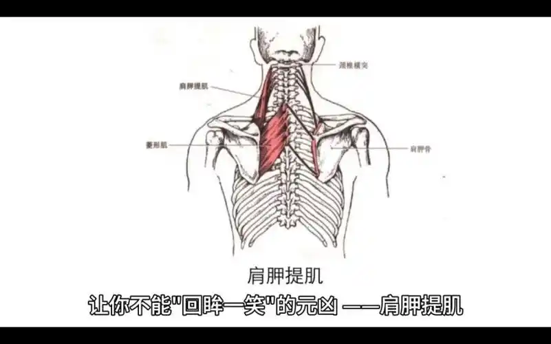 让你不能回眸一笑的{元凶}74肩胛提肌