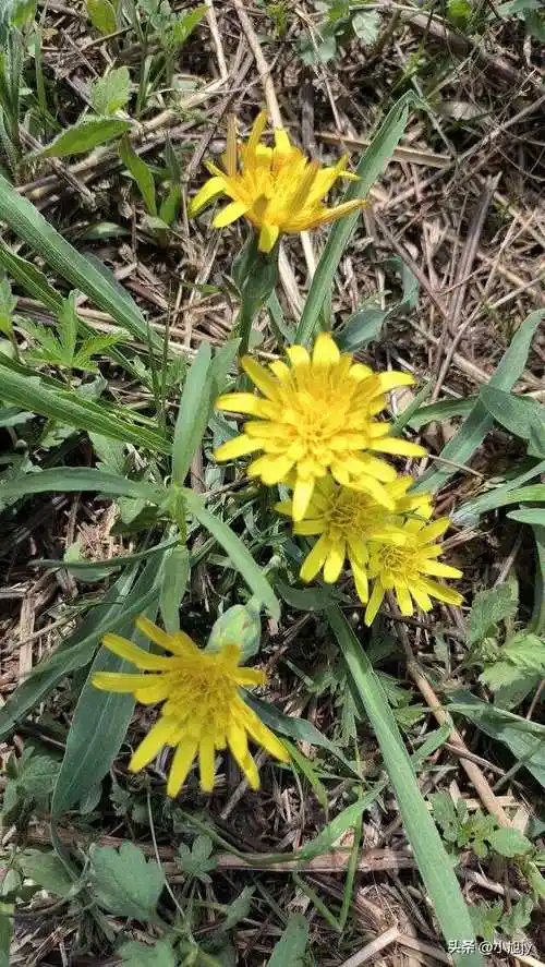 辽宁野生花草集|我在山上见过的40种美丽野生花草,你见过几种?