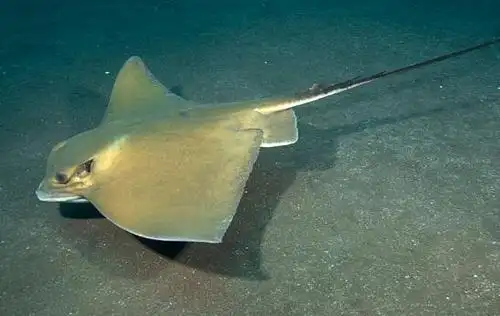 蝙蝠鱼外形吓人个性温顺,红唇蝙蝠鱼四条腿会跑-top网