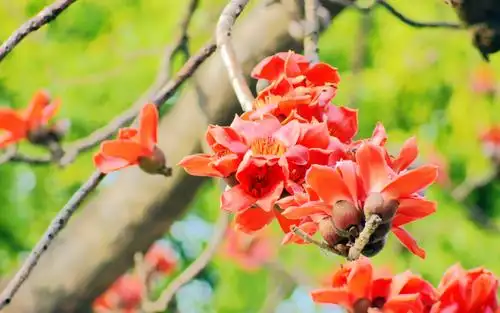 火红的木棉