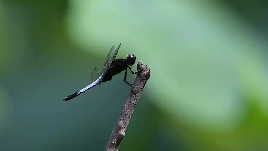 蓝色的蜻蜓   一只   荷叶    起落视频素材画面3