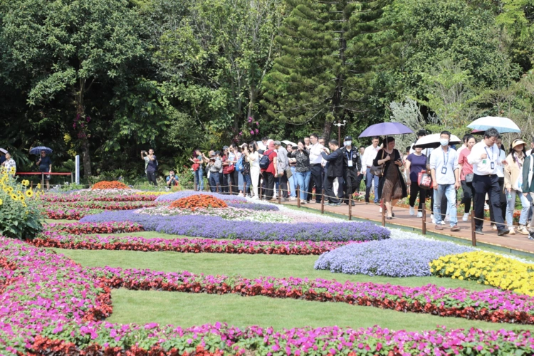 全球首发新品种月季湾区之星2021粤港澳大湾区深圳花展等你来