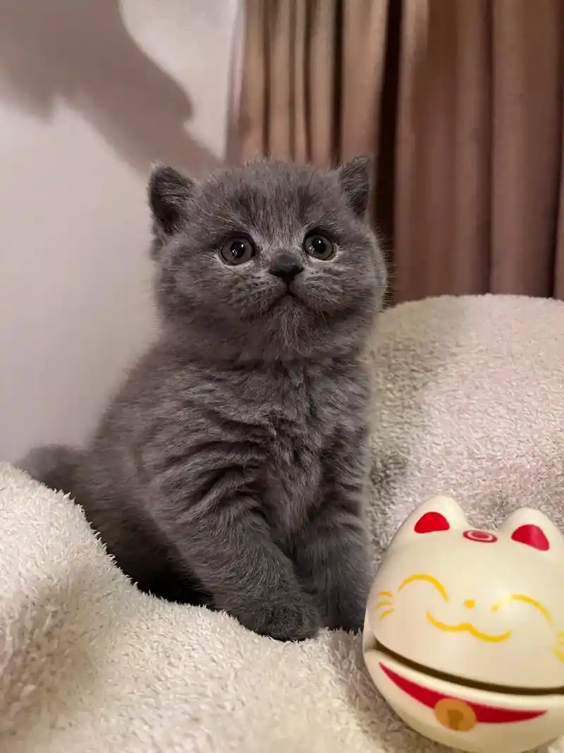 长沙英短蓝猫特价90788.长沙英短蓝猫 小猫 2个月公母 - 抖音