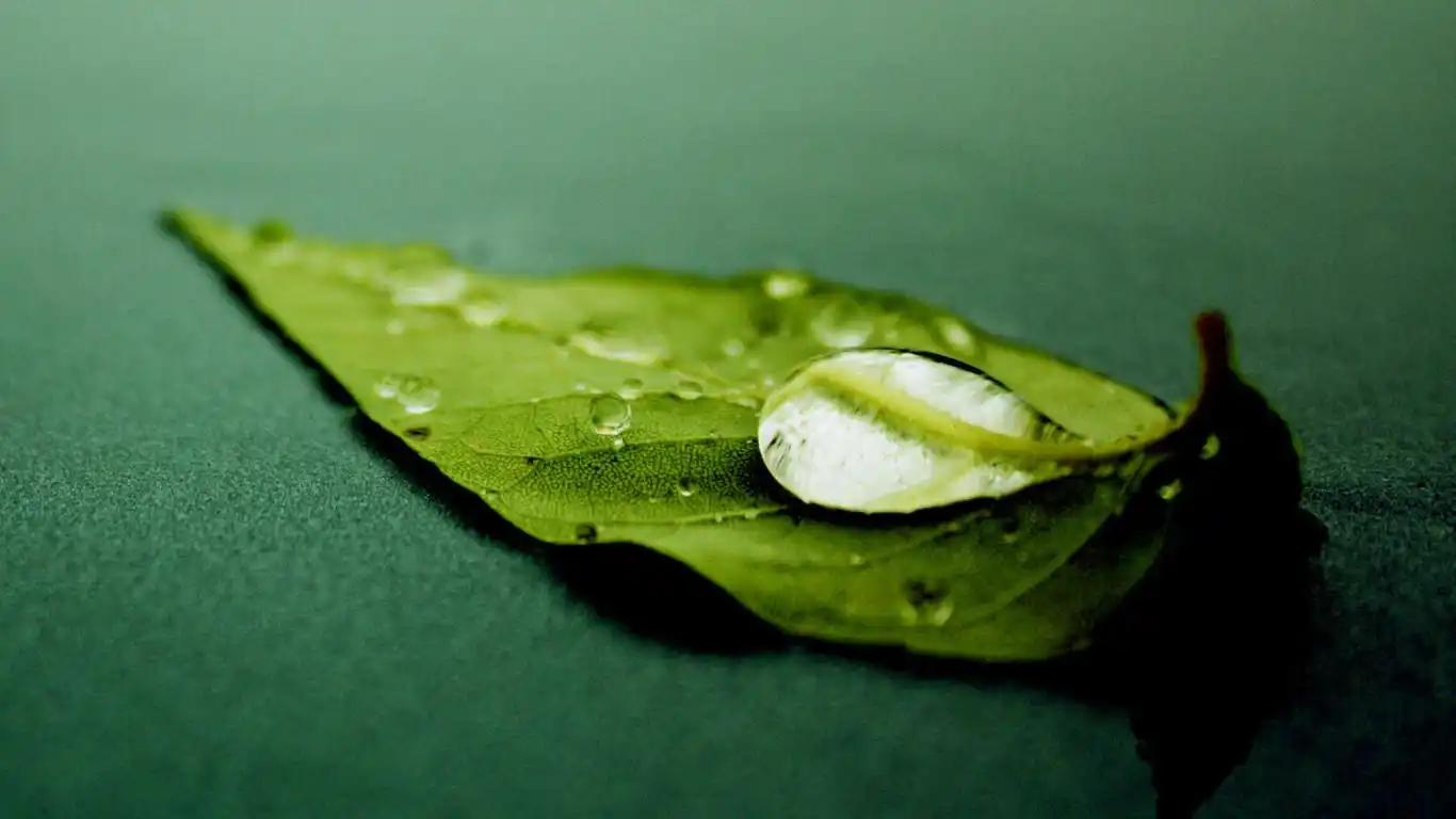 绿色系清新护眼高清壁纸